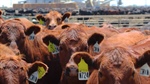 The 'unknowns' at play with beef's potential in the US