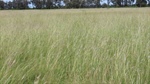 Western Downs brigalow belah country makes $1719/acre