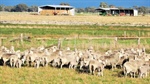 Drought-proof SA lucerne farm sold with all that water