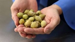 Native plums could replace synthetic chemicals to preserve meat