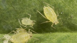 Insecticide gets new APVMA registration