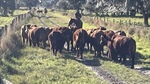 Florida's cow, calf producers prove a US beef industry powerhouse