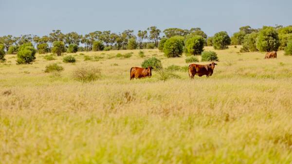 Proven high weight gain country heads to auction | Video