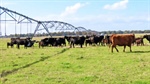 Penola farm back on the market after its stunning auction 17 months ago