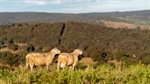 High rainfall grazing block near Bathurst sold for almost $2m