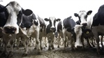 Western Australian dairy industry finds resilience in domestic market strength