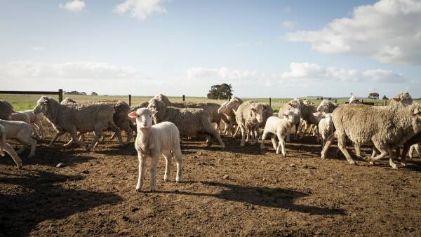 Wool body opposes LPA proposed changes