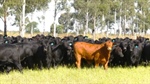 Superb Condamine River country for 400 adult cattle equivalents