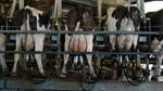 Threat to mastitis treatment Mastalone with proposed registration change