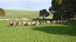 Lamb production to keep hitting new heights while wool wanes