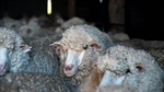 Calls to mandate pain relief for mulesing