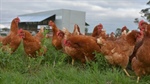Farms infected with bird flu could rise as risk to human health remains low