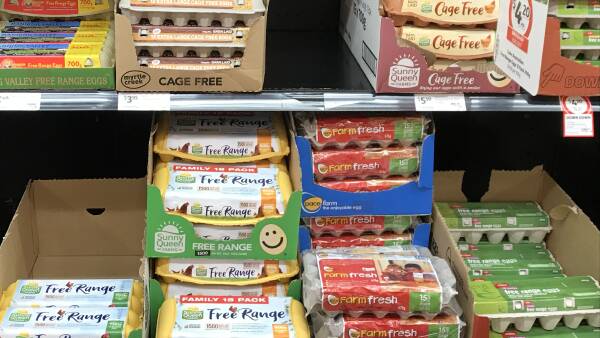 Egg hoarding feared after limits applied to prevent panic buying