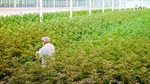 High hopes for struggling cannabis company trading again on ASX