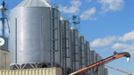 The tiny grain pest growers need to watch out for