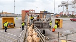 Thousands of emails sent to live sheep ban inquiry