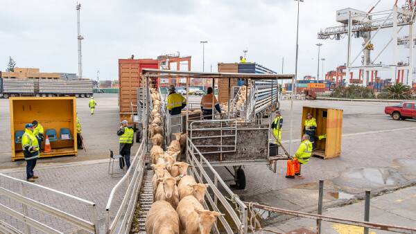 Thousands of emails sent to live sheep ban inquiry