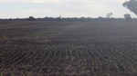 South Australia catching up as national crop consolidates