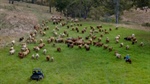 Glenhills well located to saleyards, feedlots, abattoirs | Video