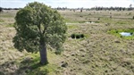 Quality cattle country in highly regarded Red Hill district