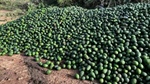Increasing export demand helps ease massive avocado oversupply pain