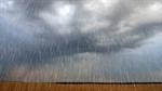 Processors in overdrive on cattle backlog; big rains allow breathing space