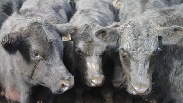 If you're in cattle, this is the category you want to be selling right now
