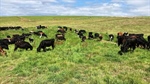 Tasmania's dairy heartland up for sale as Woolnorth upheaval continues