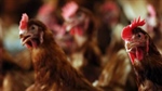 Agribusiness buzz in brief: Chicken market review, Domino's, StockCo, Rex