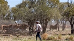 Greenies push to call buffel grass a weed: Key election issue in the north
