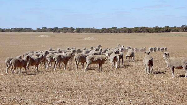 Peake family offers 688ha farm for sale after 100 years