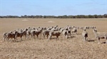 Peake family offers 688ha farm for sale after 100 years