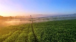 High-performing Western District farm with 1000-head feedlot up for grabs