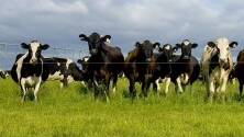 Avian influenza spread in US dairy cattle is no surprise