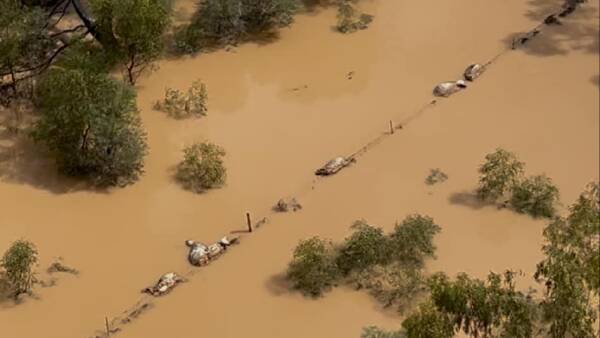 Preliminary DPI survey results reveal number of livestock lost in floods