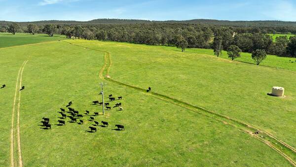 Angus stud in central Victoria changes hands for a stellar price