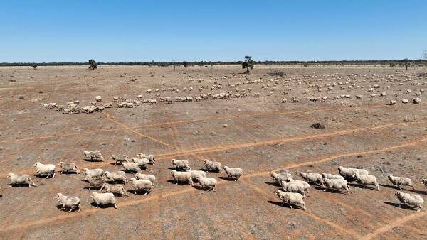 Historic Wonga Station hits the market, a legacy of Merino excellence