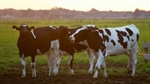 Significant progress made by dairy industry towards sustainability goals
