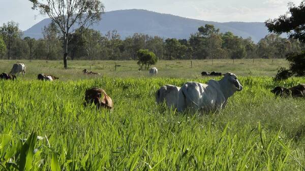 Durando and Plainview offer highly efficient coastal cattle production