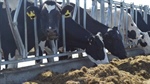Baiada Group buys up Ridley feed mill in South Australia
