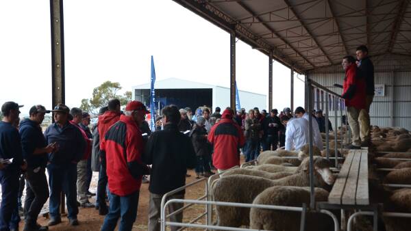 Lamb price fluctuations continue as season results in 'two-speed market'
