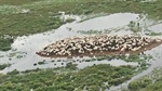 Brazil's toughest cattle country is also world's largest flooded grasslands