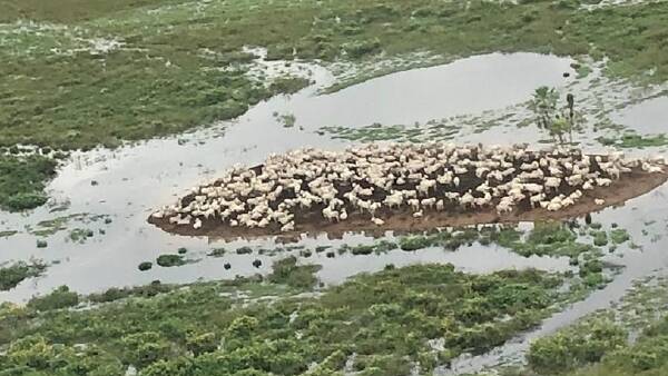 Brazil's toughest cattle country is also world's largest flooded grasslands