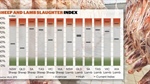 Slaughter patterns: lamb kills increase but lack of heavies defines market