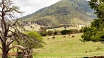 Triple treat with three farm blocks auctioned together in East Gippsland