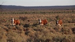 Western division grazing property with very productive flood-out country