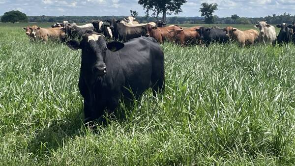 Brazil's lean commodity beef hitting the mark in massive Chinese market