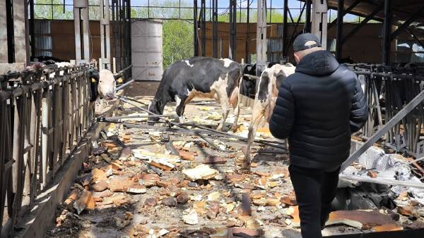 Drone strike destroys Ukranian dairy, killing 100 cows