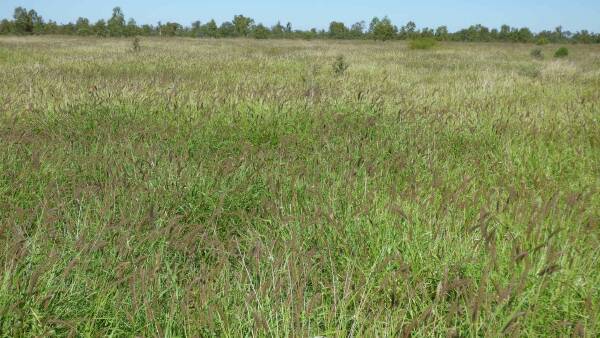 Wadeholme is 48,762 acres of grazing country enjoying an excellent season