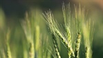 Barley quietly making pricing ground as China continues to buy old crop